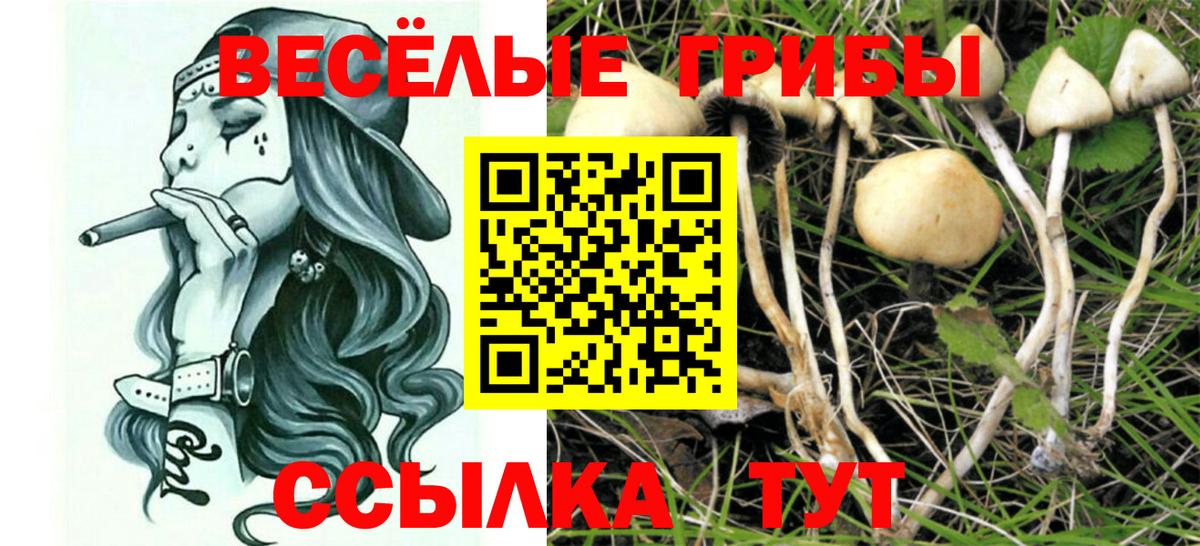 закладка  Галлюциногенные грибы Cubensis  Вход с VPN  Шумерля  Псилоцибиновые грибы Psilocybine cubensis 